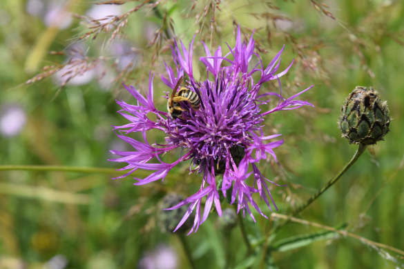 Flockenblume mit Furchenbiene